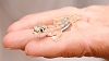 J17_0365 Palmato Gecko